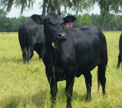 Dixie County Cattle Incorporated - Old Town, FL