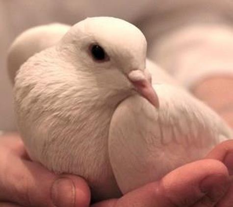 Enchanting White Doves