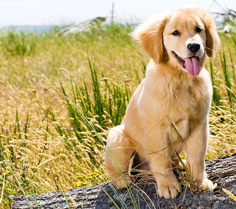 Dublin Veterinary Hospital - Dublin, CA