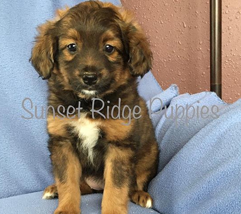 Sunset Ridge Puppies - Boyceville, WI