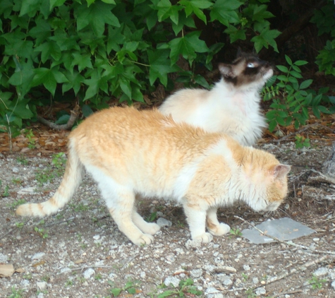 Snake Chaser - Longs, SC. Beautiful stray cats being feed by caregiver