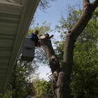 Budget Tree Service