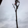 Advance Tree Care gallery