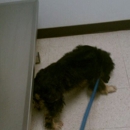 Sea Island Animal Hospital - Pet Services