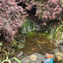 Premier Aquatic Scapes - Ponds, Lakes & Water Gardens Construction