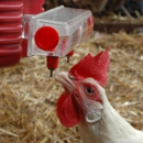 ChickenWaterer.com - Poultry Equipment & Supplies