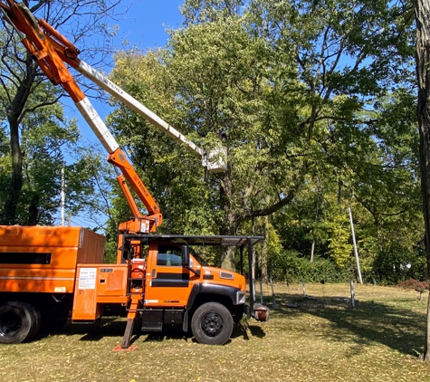 Ash Tree Service Pro