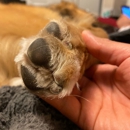 Associated Veterinary Services - Veterinarians