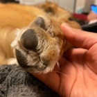 Associated Veterinary Services