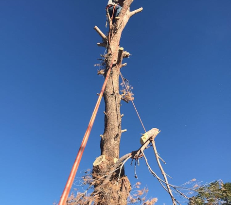 Goodyear Tree Service - Goodyear, AZ