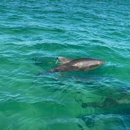Aj's Water Adventures: Dolphin Tours and Sunset Cruises - Boat Tours