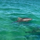 Aj's Water Adventures: Dolphin Tours and Sunset Cruises