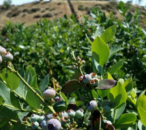 Temecula Berry Company - Temecula, CA