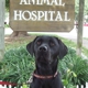 Great Falls Animal Hospital