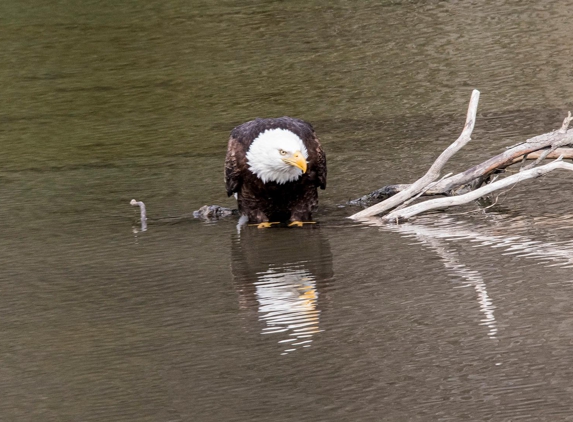 Great Wildlife Photos - Sparks, NV