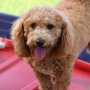 Bayside Pet Resort - Pet Services
