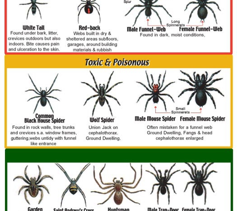 Pest King - Burleigh Heads, QLD. Protect Your Family From These Dangerous Spiders
