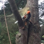 Ax Man Tree Service