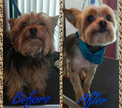 Professional Dog & Cat Grooming - Lakeland, FL