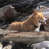 Brookings-Harbor Veterinary gallery