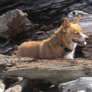 Brookings-Harbor Veterinary - Veterinarians