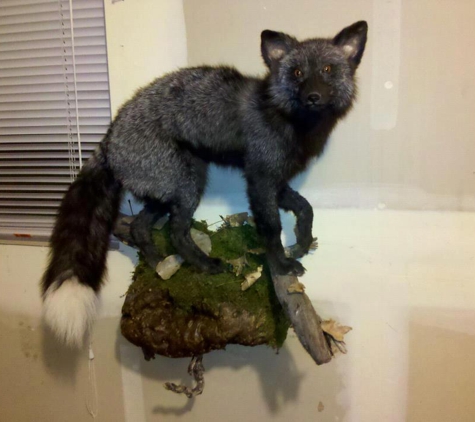 Wild America Taxidermy - Burley, ID