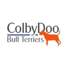 Colbydoo Bull Terriers gallery