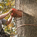 Abba Chief Tree Service of Westminster - Tree Service