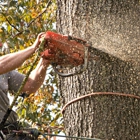 Abba Chief Tree Service of Westminster