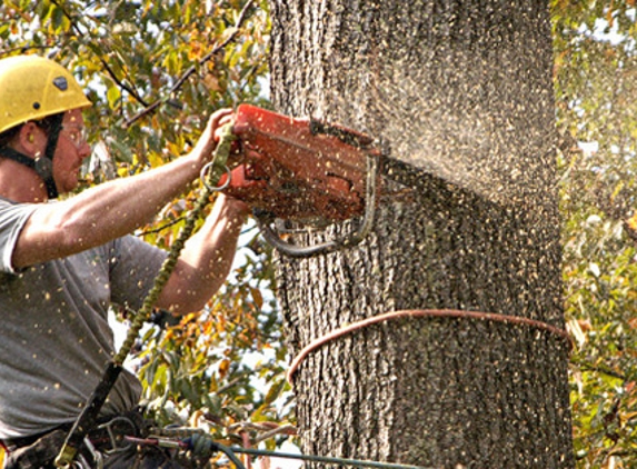 Abba Chief Tree Service of Westminster - Westminster, MD