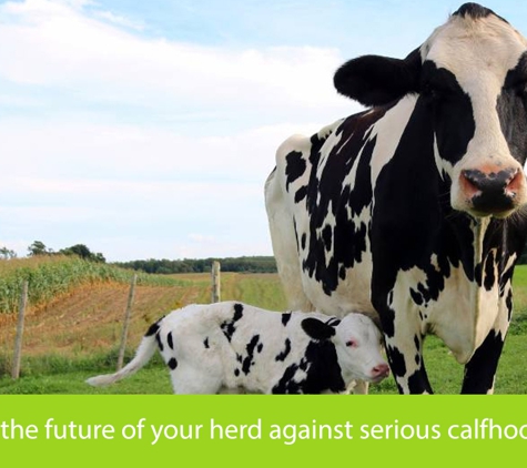 Kermodes Rural & Dairy P/L. Protecting the future of your herd against serious calfhood diseases.