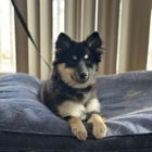 Cornerstone Dog Training