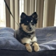 Cornerstone Dog Training