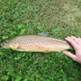 Rockwell Springs Trout Club