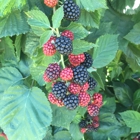 Amber Oaks Raspberries