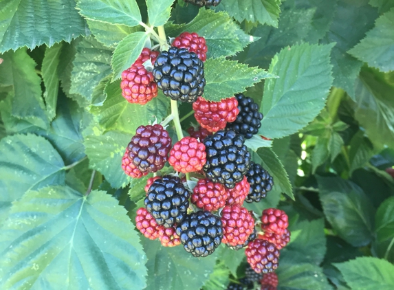 Amber Oaks Raspberries - Auburn, CA