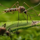 Effective Pest Elimination - Pest Control Equipment & Supplies