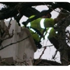 LP Tree Service inc gallery