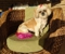 Lizzy's Pet Parlour - Dog & Cat Clipping & Grooming