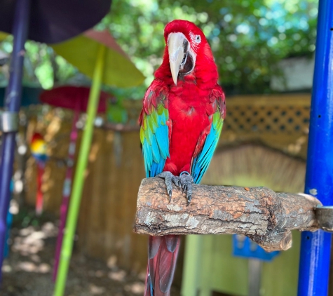 Parrot Mountain & Gardens - Pigeon Forge, TN