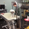 Dirty Dog Grooming gallery