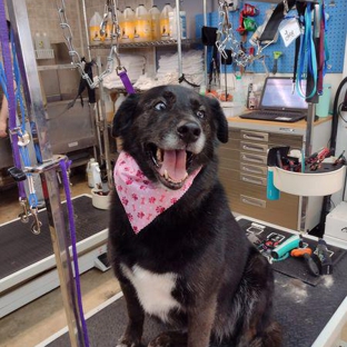 Luna's Dog Grooming Salon - Kettering, OH