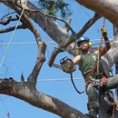 Advanced Tree Care Inc - Tree Service