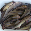 Tucker's Live Bait & Tackle - Fishing Bait