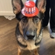 Pinetree Animal Hospital
