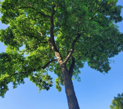 Precision Tree Care