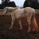 Paws Ranch Equine Rescue, Inc.