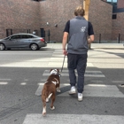 Prestige Dog Training