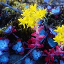 Bay Gardens - Florists