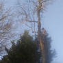 David's Tree Professionals - Kittrell, NC